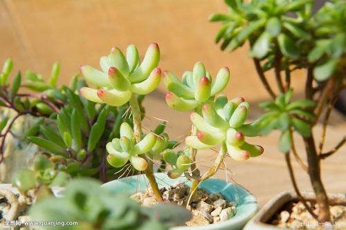 ƼʢĻ鴺ְ